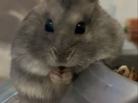 HAMSTER-GONZALES YAVRULARIMIZ HERYERE GÖNDERİM