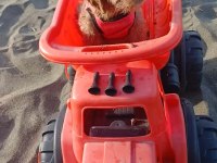 2.5 aylık dişi wc eğitimli poodle