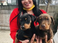 Üst kalite king doberman yavrularım