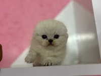 Güzeller güzeli Blue Point Scottish Fold Yavrularımız