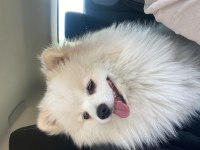 Pomeranian Erkek Uysal 1 Yaşında