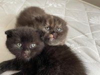 Siyah scottish fold