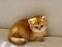 Safkan golden ny12 zümrüt gözlü dişi bebek kedimiz