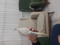 3.5 aylık sultan papağanı