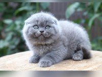 AYI SURAT SCOTTİSH FOLD YAVRULARIMIZ
