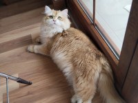 N11 British Longhair Oğluma Eş Arıyorum