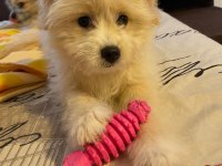 Havanese Terrier İle Foxy Pomeranian Kırması