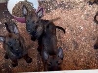 Belçika malinois yavrularımız