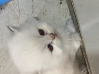 DÜNYALAR TATLISI GOLD BRİTİSH LONGHAİR YAVRULARIMIZ 