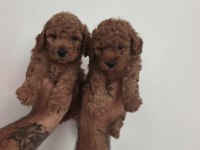 Toy Poodle Yavrularımız