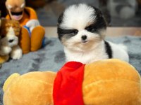 Harika Yüz Güzelliğine Sahip Pomeranian Yavrularımız