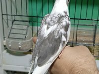 Yeni yeme düşen white face sultan papağanı