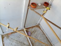 2 aylık kanaryalar