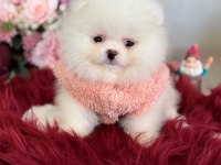 Teacup ayıcık pomeranian