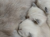 British Shorthair Scottish Fold Longhair Yavrular