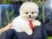 Ayı sürat pomeranian yavru köpeklerimiz gelmiştir