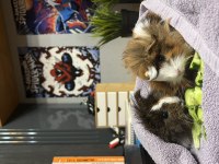 Guinea pig