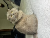 Scottish fold ömürlük aile olacak kişi sahiplensin lütfen