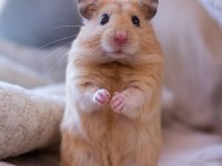 Hamster Xs