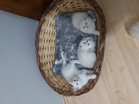 British Shorthair Paşalar Hazırlar