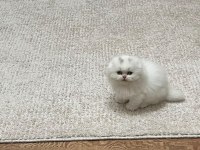 Dişi Scottish Fold
