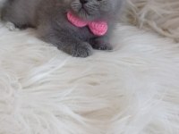 2 aylık british longhair
