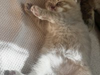 Dünya Tatlısı Erkek Yavru Scottish Fold