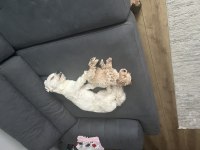 85 günlük orjinal kore maltipoo ev doğumlu kızımız