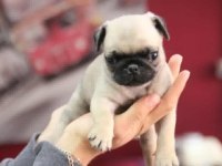 PUG mops safkan yavrular