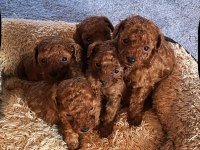 Toy Poodle Sağlıklı Köpekler