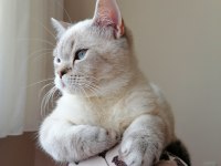 7 aylık british shorthair