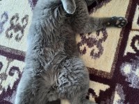 Sahiplendirme british shorthair