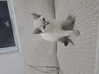 Minik British Shorthair