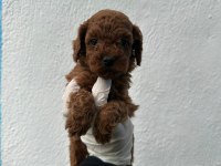 GÜZELLİK ABİDESİ ERKEK DİŞİ POODLE BEBEKLER