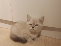 3 Aylık British Shorthair Yavrular