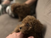 Kurabiye Tadında Mükemmel Kalite Poodle Yavrular