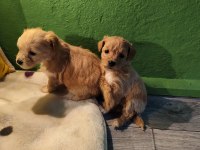 ORJİNAL MALTİPOO YAVRULAR