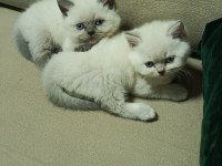 Blue point british shorthair