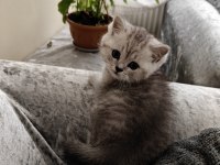 British shorthair silver yavru