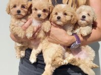 Irk Garantili Maltipoo Yavruları