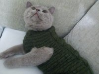 British shorthair