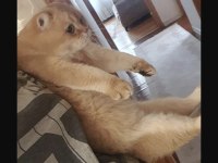 British shorthair ny11 golden