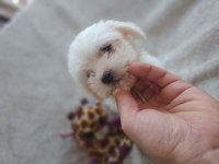 Sıfır boy orijinal maltese köpeklerim