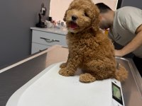 3 Aylık Yavru Toy Poodle