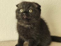 Minik scottish fold yavrumuz