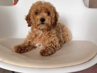 TOY POODLE YAVRU İÇİN ULAŞIN