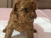 Poodle Bebek