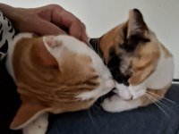 Kediler Çapkın ve Zilli için kalıcı yuva