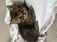 british shorthair brown tabby