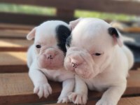 Pamuk Gibi Beyaz French Bulldog Yavrularımız